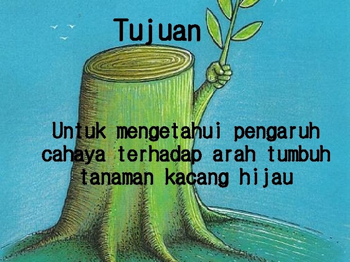 Tujuan Untuk mengetahui pengaruh cahaya terhadap arah tumbuh tanaman kacang hijau 