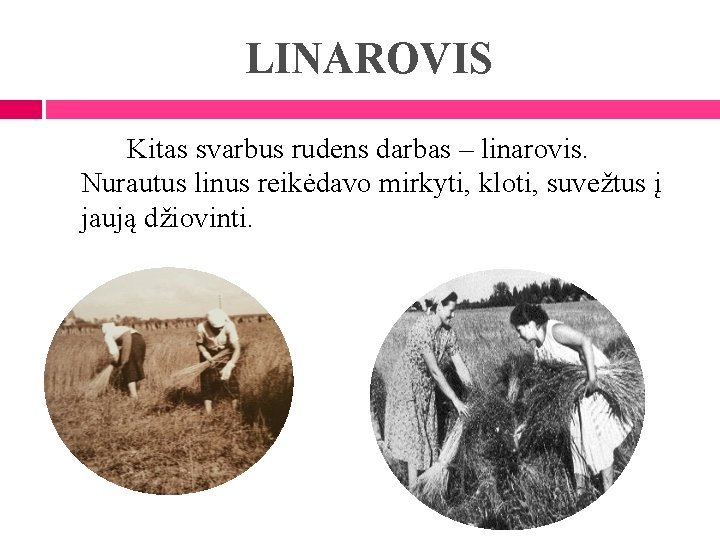 LINAROVIS Kitas svarbus rudens darbas – linarovis. Nurautus linus reikėdavo mirkyti, kloti, suvežtus į