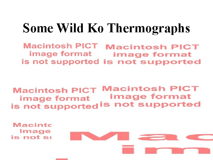 Some Wild Ko Thermographs 