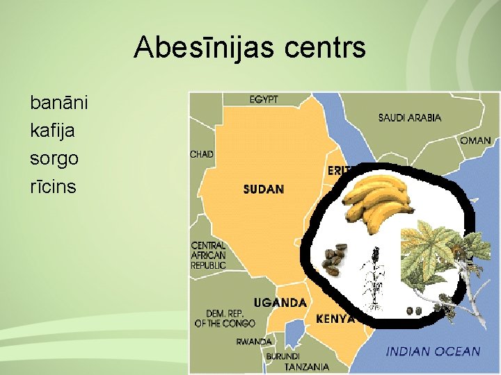 Abesīnijas centrs banāni kafija sorgo rīcins 