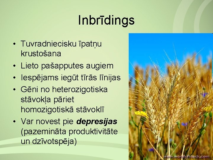 Inbrīdings • Tuvradniecisku īpatņu krustošana • Lieto pašapputes augiem • Iespējams iegūt tīrās līnijas