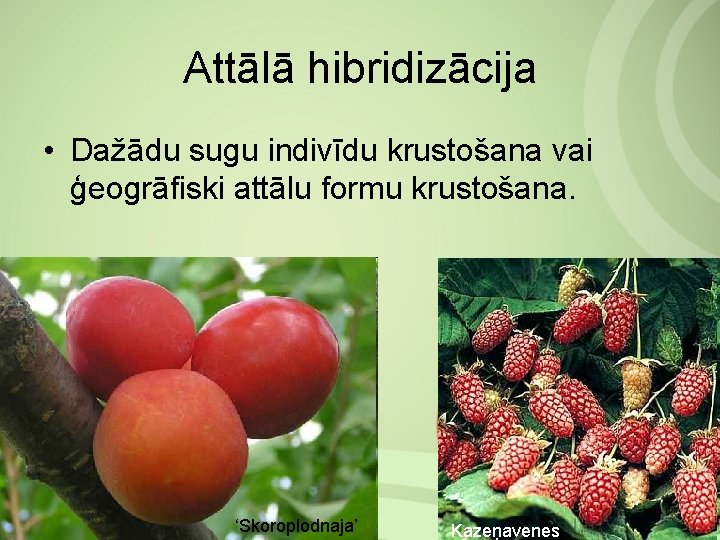 Attālā hibridizācija • Dažādu sugu indivīdu krustošana vai ģeogrāfiski attālu formu krustošana. ‘Skoroplodnaja’ Kazeņavenes