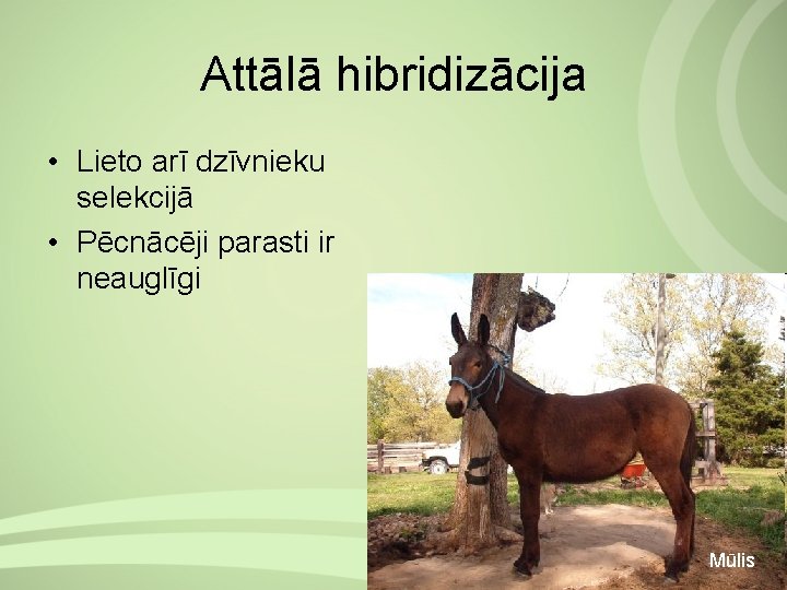 Attālā hibridizācija • Lieto arī dzīvnieku selekcijā • Pēcnācēji parasti ir neauglīgi Mūlis 