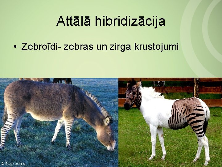 Attālā hibridizācija • Zebroīdi zebras un zirga krustojumi 