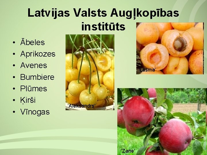 Latvijas Valsts Augļkopības institūts • • Ābeles Aprikozes Avenes Bumbiere Plūmes Ķirši Vīnogas ‘Lāsma’