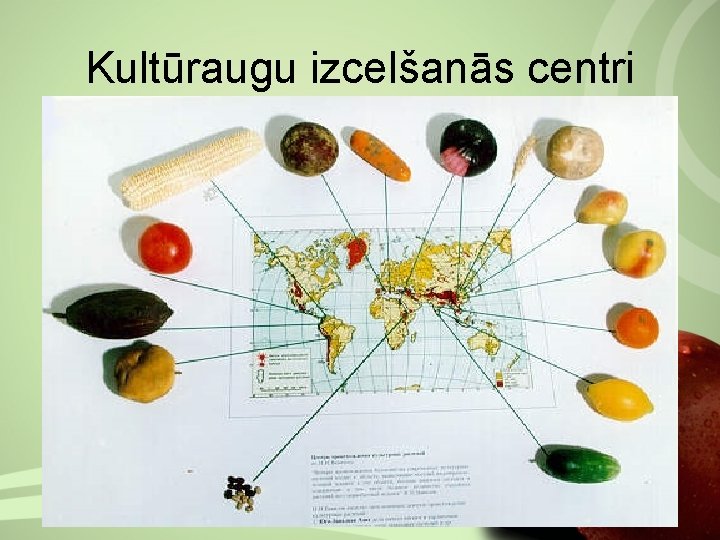 Kultūraugu izcelšanās centri 