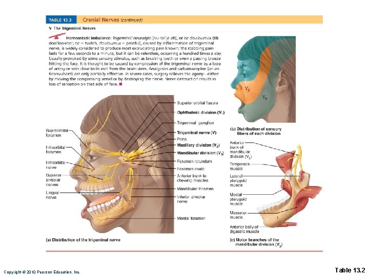Copyright © 2010 Pearson Education, Inc. Table 13. 2 