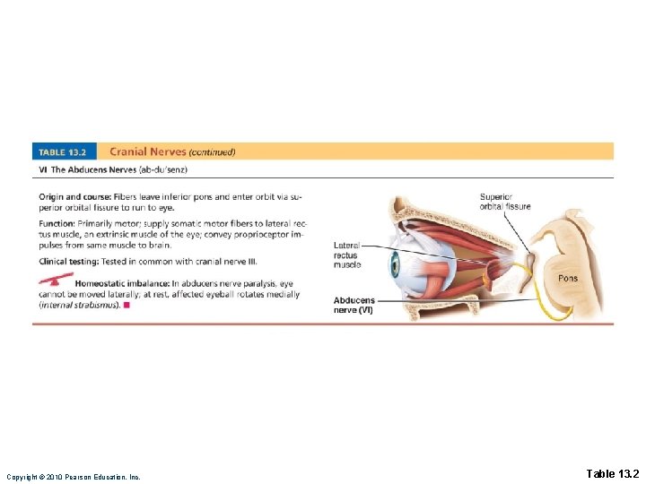 Copyright © 2010 Pearson Education, Inc. Table 13. 2 