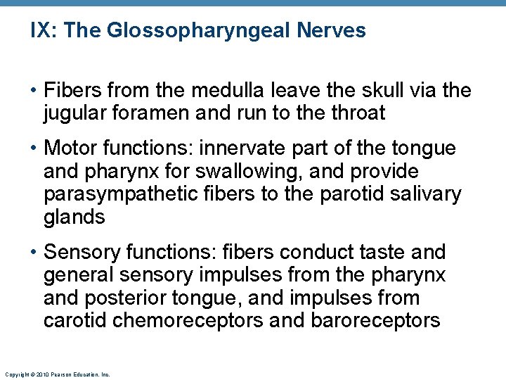 IX: The Glossopharyngeal Nerves • Fibers from the medulla leave the skull via the