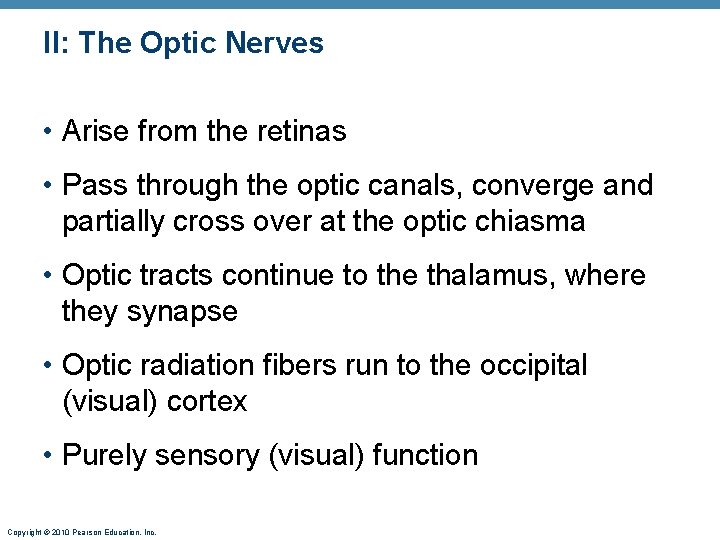 II: The Optic Nerves • Arise from the retinas • Pass through the optic