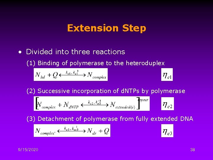 Extension Step • Divided into three reactions (1) Binding of polymerase to the heteroduplex