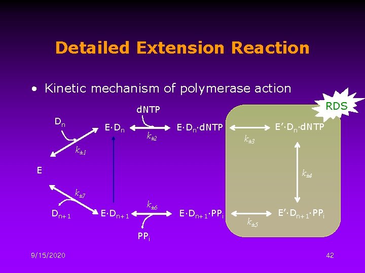 Detailed Extension Reaction • Kinetic mechanism of polymerase action RDS d. NTP Dn E∙Dn
