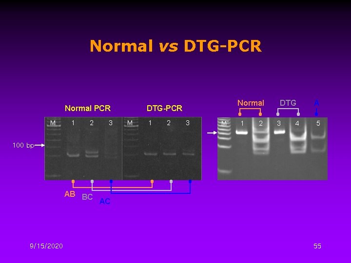 Normal vs DTG-PCR Normal PCR M 1 2 3 Normal DTG-PCR M 1 2