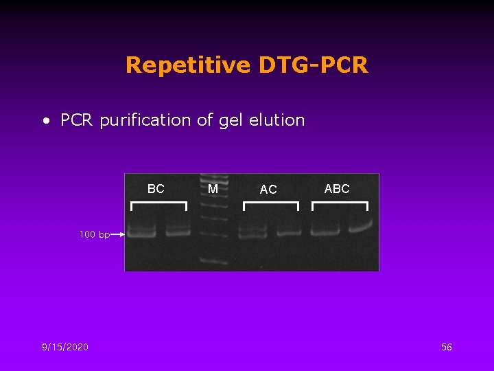 Repetitive DTG-PCR • PCR purification of gel elution BC M AC ABC 100 bp