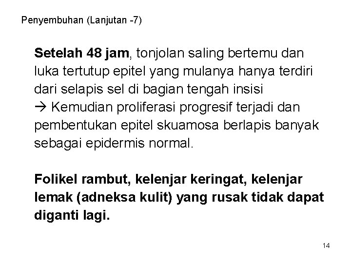 Penyembuhan (Lanjutan -7) Setelah 48 jam, tonjolan saling bertemu dan luka tertutup epitel yang