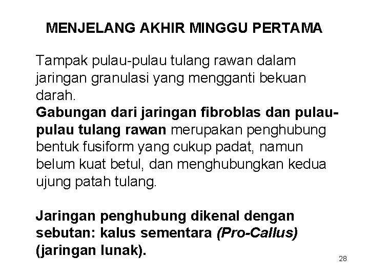 MENJELANG AKHIR MINGGU PERTAMA Tampak pulau-pulau tulang rawan dalam jaringan granulasi yang mengganti bekuan