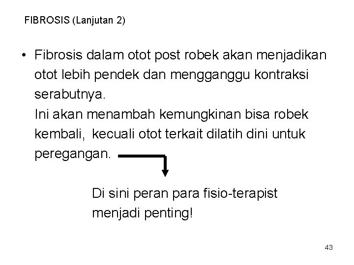 FIBROSIS (Lanjutan 2) • Fibrosis dalam otot post robek akan menjadikan otot lebih pendek