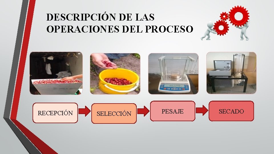 DESCRIPCIÓN DE LAS OPERACIONES DEL PROCESO RECEPCIÓN SELECCIÓN PESAJE SECADO DESCRIPCIÓN DE LAS OPERACIONES DEL PROCESO RECEPCIÓN SELECCIÓN PESAJE SECADO