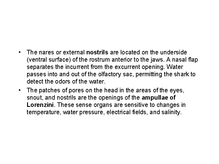  • The nares or external nostrils are located on the underside (ventral surface)