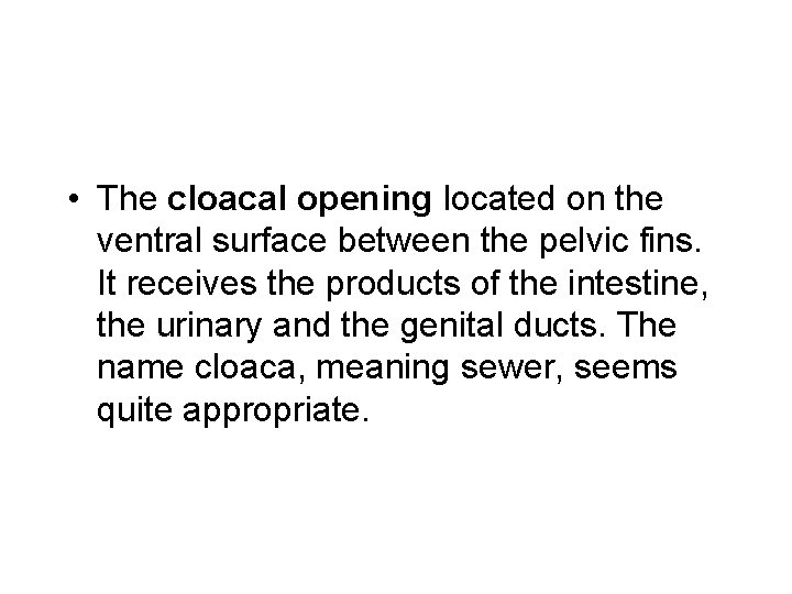  • The cloacal opening located on the ventral surface between the pelvic fins.