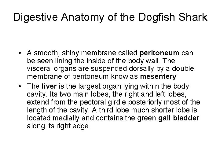 Digestive Anatomy of the Dogfish Shark • A smooth, shiny membrane called peritoneum can