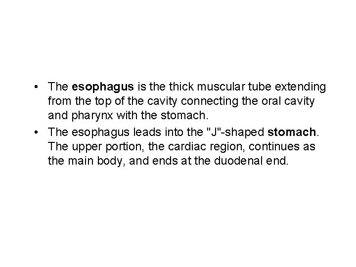  • The esophagus is the thick muscular tube extending from the top of