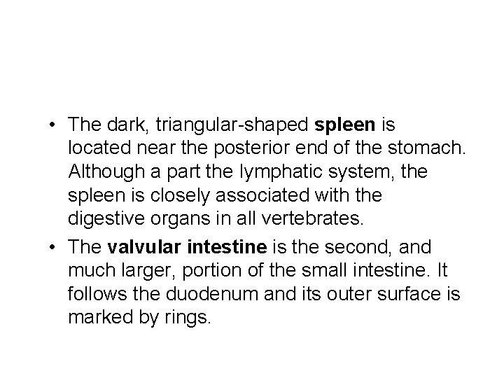  • The dark, triangular-shaped spleen is located near the posterior end of the