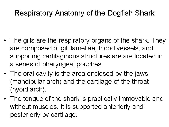 Respiratory Anatomy of the Dogfish Shark • The gills are the respiratory organs of