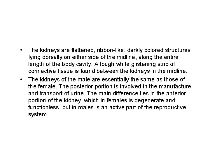  • • The kidneys are flattened, ribbon-like, darkly colored structures Iying dorsally on