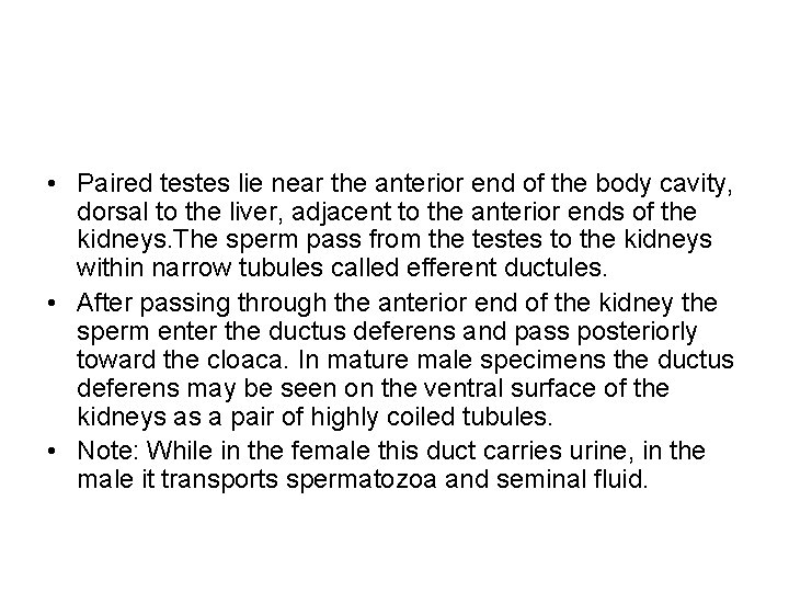  • Paired testes lie near the anterior end of the body cavity, dorsal