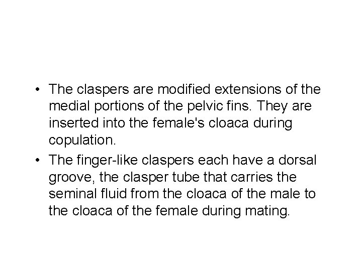  • The claspers are modified extensions of the medial portions of the pelvic
