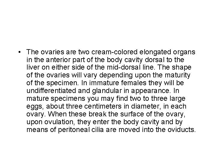  • The ovaries are two cream-colored elongated organs in the anterior part of