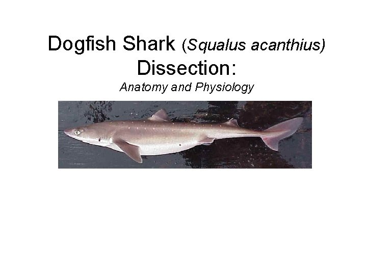 Dogfish Shark (Squalus acanthius) Dissection: Anatomy and Physiology 