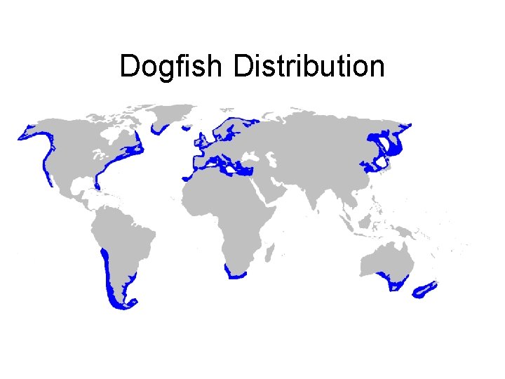 Dogfish Distribution 