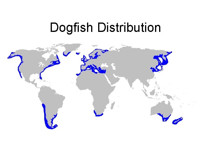 Dogfish Distribution 