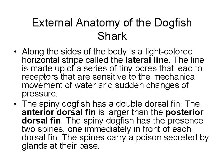 External Anatomy of the Dogfish Shark • Along the sides of the body is