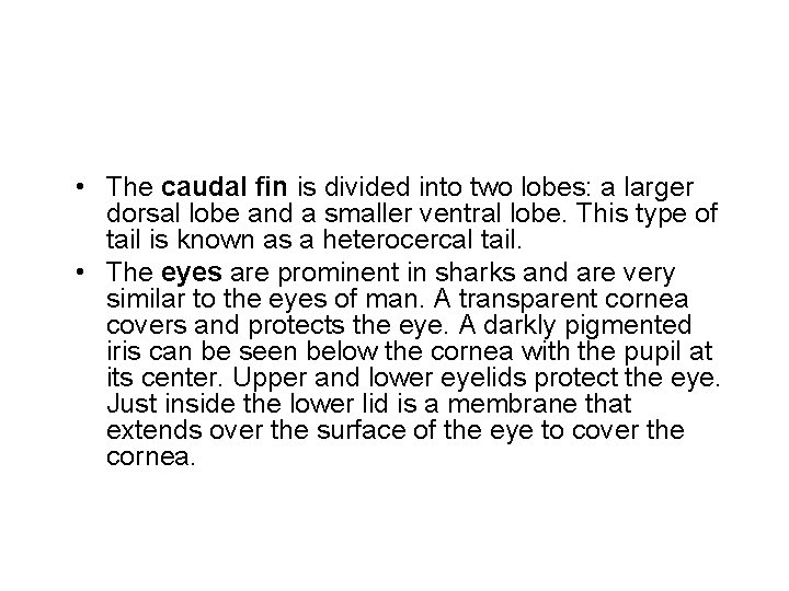  • The caudal fin is divided into two lobes: a larger dorsal lobe