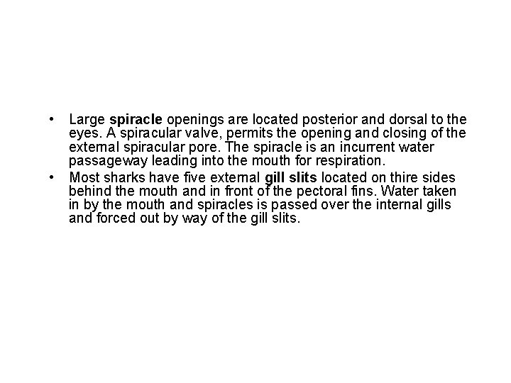  • • Large spiracle openings are located posterior and dorsal to the eyes.