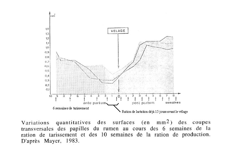 6 semaines de tarissement Ration de lactation déjà 15 jours avant le vêlage 