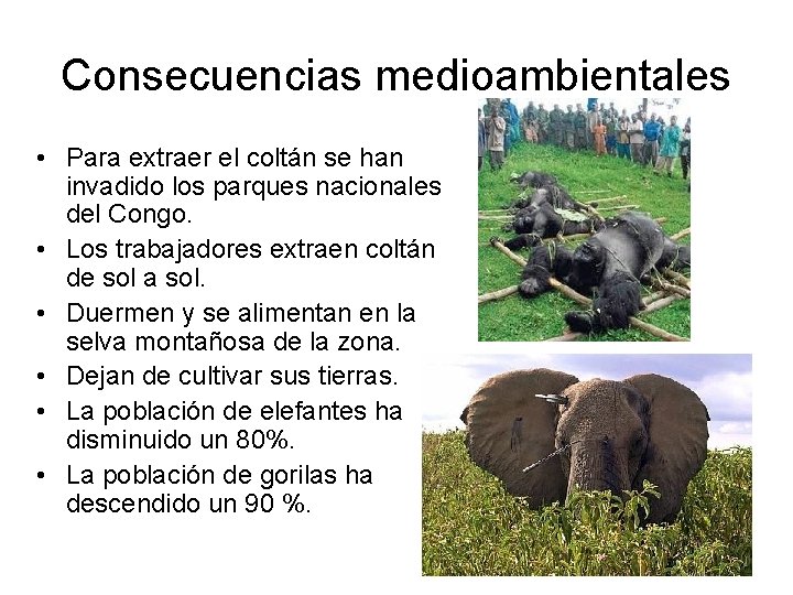 Consecuencias medioambientales • Para extraer el coltán se han invadido los parques nacionales del