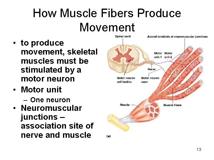 How Muscle Fibers Produce Movement • to produce movement, skeletal muscles must be stimulated