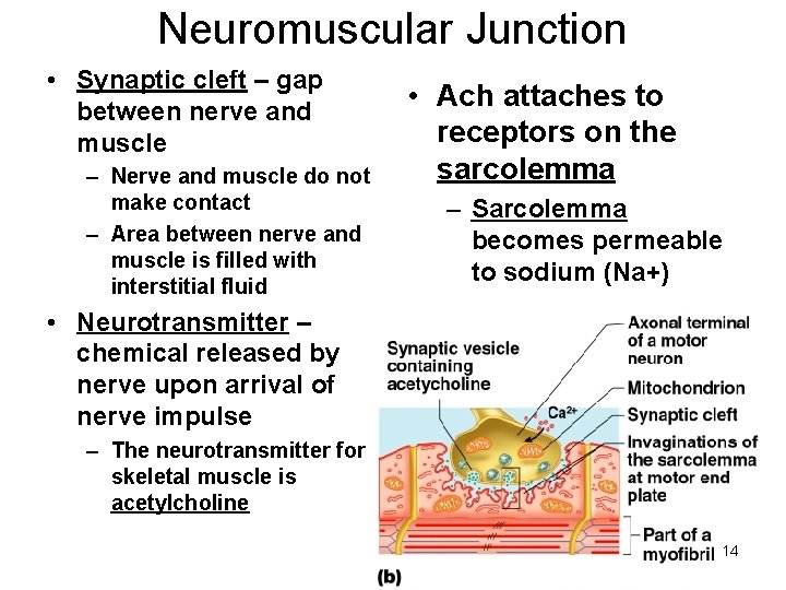 Neuromuscular Junction • Synaptic cleft – gap between nerve and muscle – Nerve and