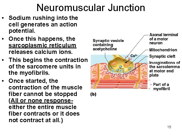 Neuromuscular Junction • Sodium rushing into the cell generates an action potential. • Once