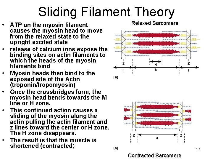 Sliding Filament Theory • ATP on the myosin filament causes the myosin head to