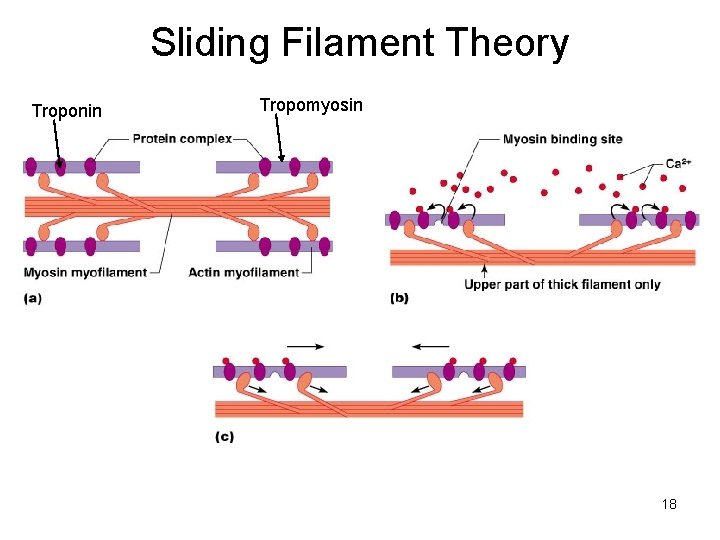 Sliding Filament Theory Troponin Tropomyosin 18 