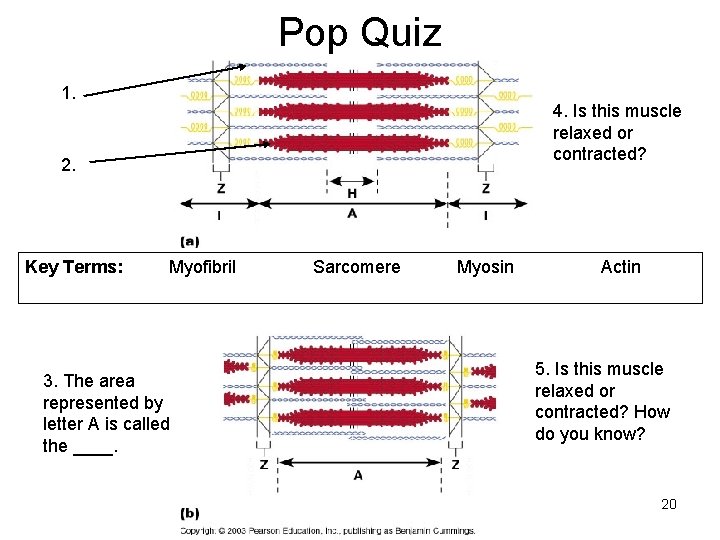 Pop Quiz 1. 4. Is this muscle relaxed or contracted? 2. Key Terms: Myofibril