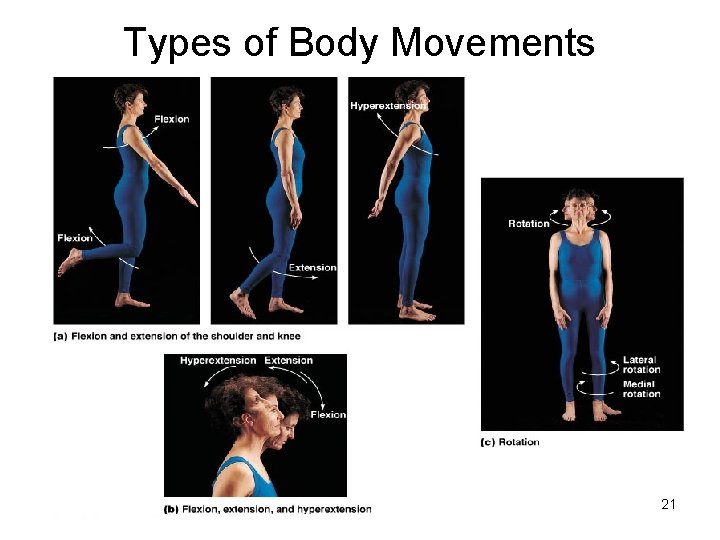 Types of Body Movements 21 