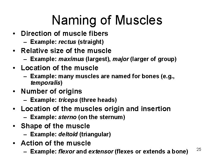 Naming of Muscles • Direction of muscle fibers – Example: rectus (straight) • Relative