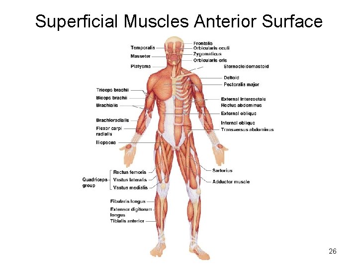 Superficial Muscles Anterior Surface 26 