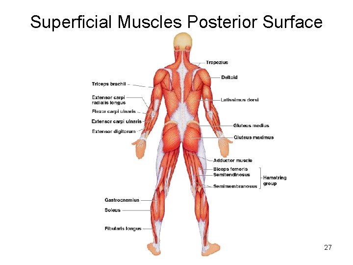 Superficial Muscles Posterior Surface 27 